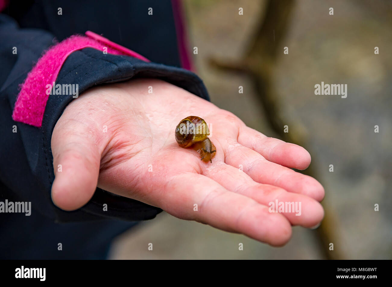 Kleine Schnecke auf einer menschlichen Hand. Stockfoto