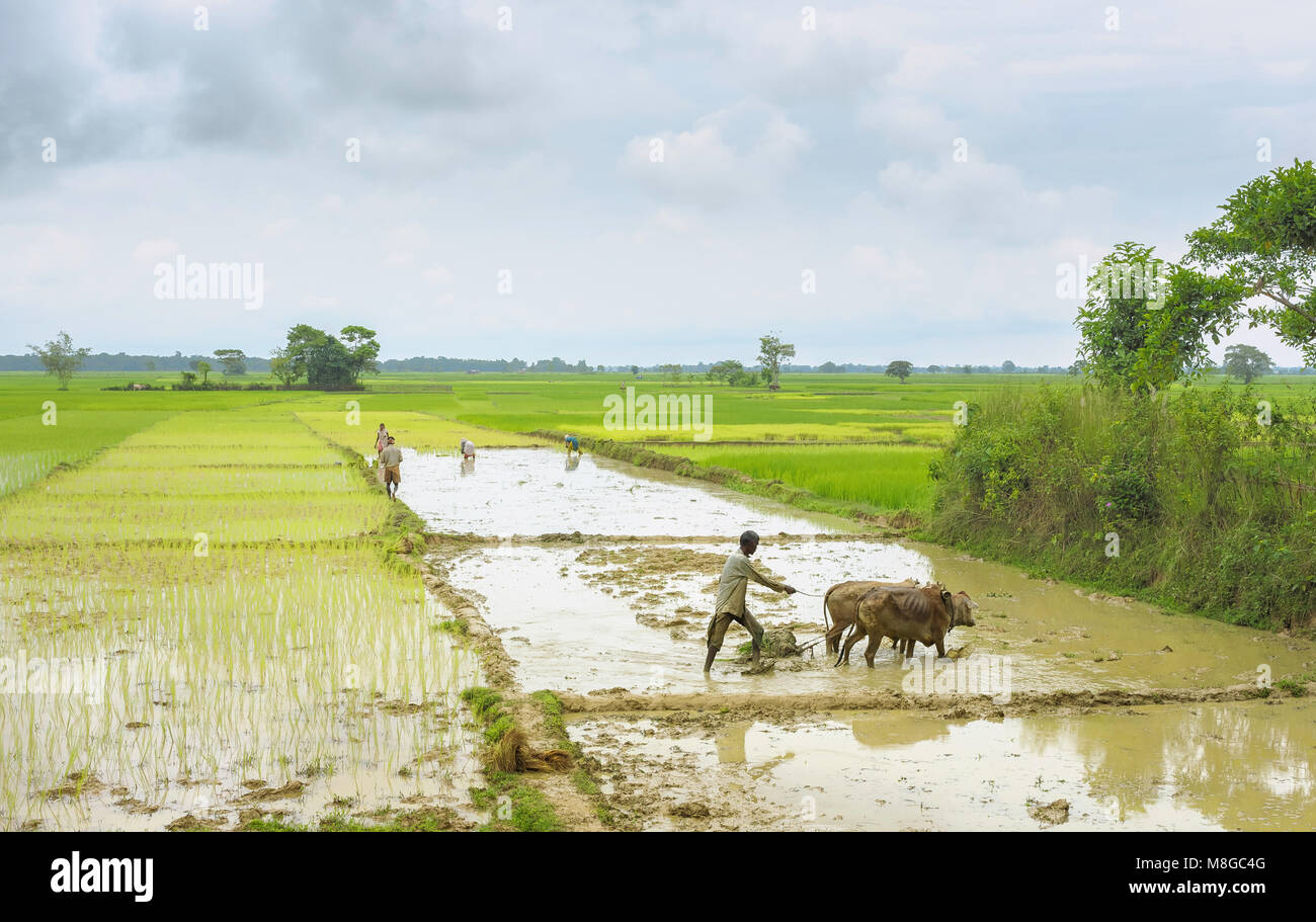 Landwirte arbeiten waterlogged Reisfelder mit hölzernen Pflügen und
