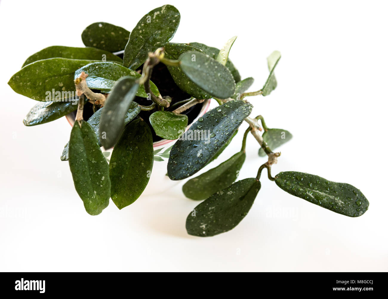 Wachs Pflanze, Porslinsblomma (Hoya crassipes) Stockfoto