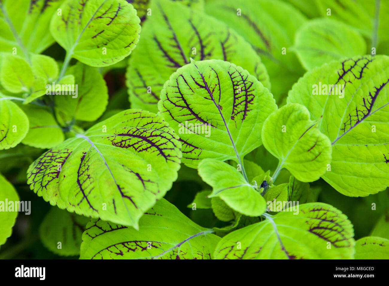Malte Nessel, Palettblad (Solenostemon scutellarioides) Stockfoto