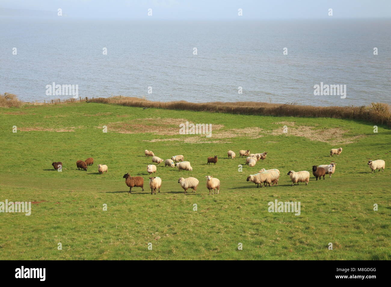 Herde Schafe auf Ackerland in der Nähe von Ladram Bay in East Devon Stockfoto