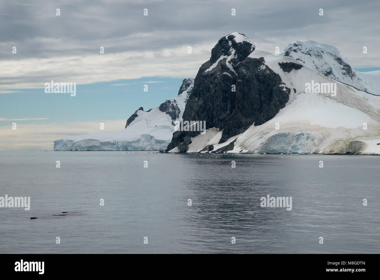 Ein paar Buckelwale (Megaptera novaeangliae) Schwimmen durch den antarktischen Gewässern Stockfoto