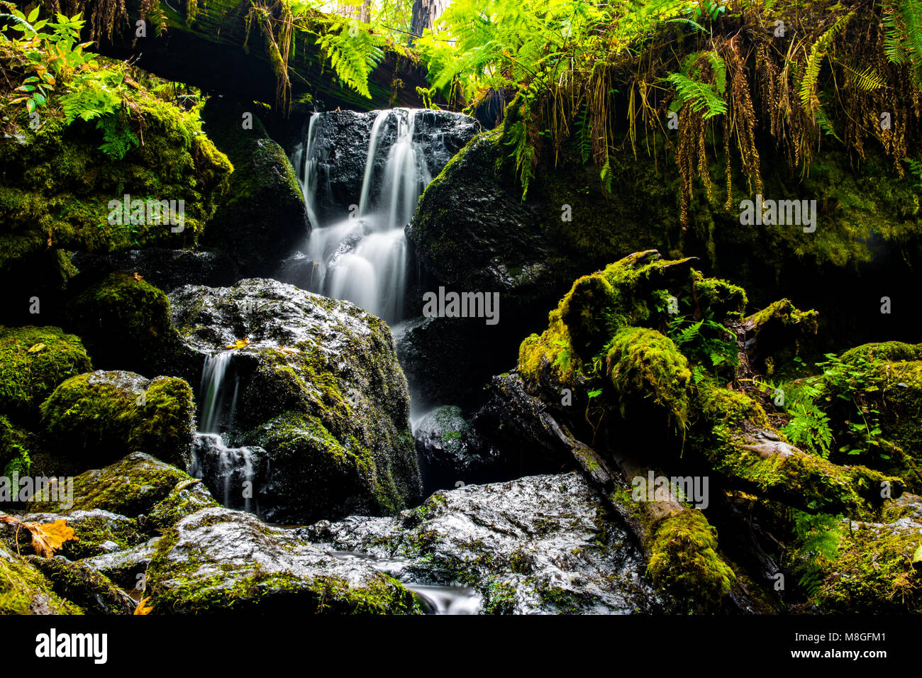 Kleiner Wald Stream Wasserfall Stockfoto