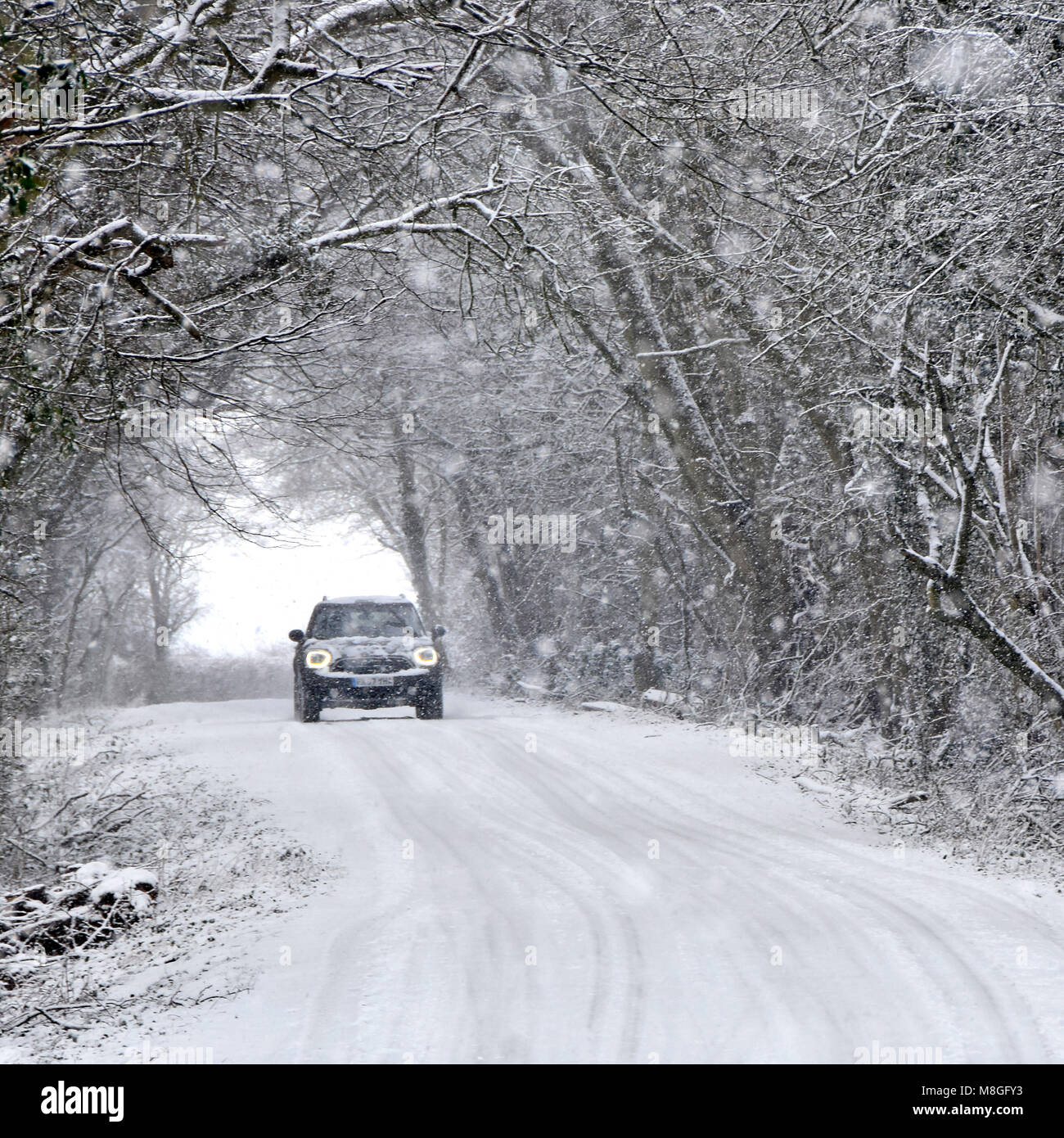 Autoscheinwerfer auf Fahrt durch fallenden Schnee auf eisigen Landstraßen schneebedeckter Baumtunnel in Waldlandschaft schneebedeckte Bäume Winterwetter England UK Stockfoto