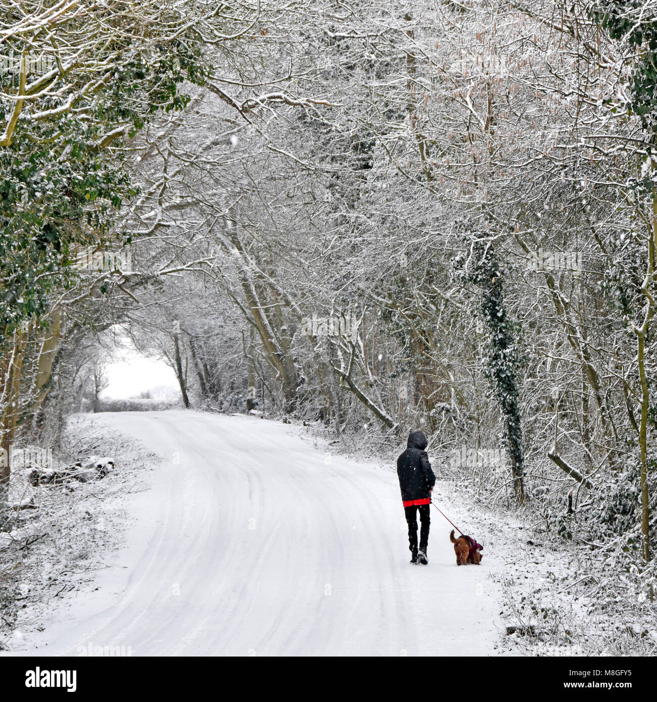 Licht Schnee auf der Straße & junge Frau zu Fuß Hund auf der Leitung, die verschneite Szene country lane im verschneiten Wald Bäume Essex contryside England Großbritannien Stockfoto