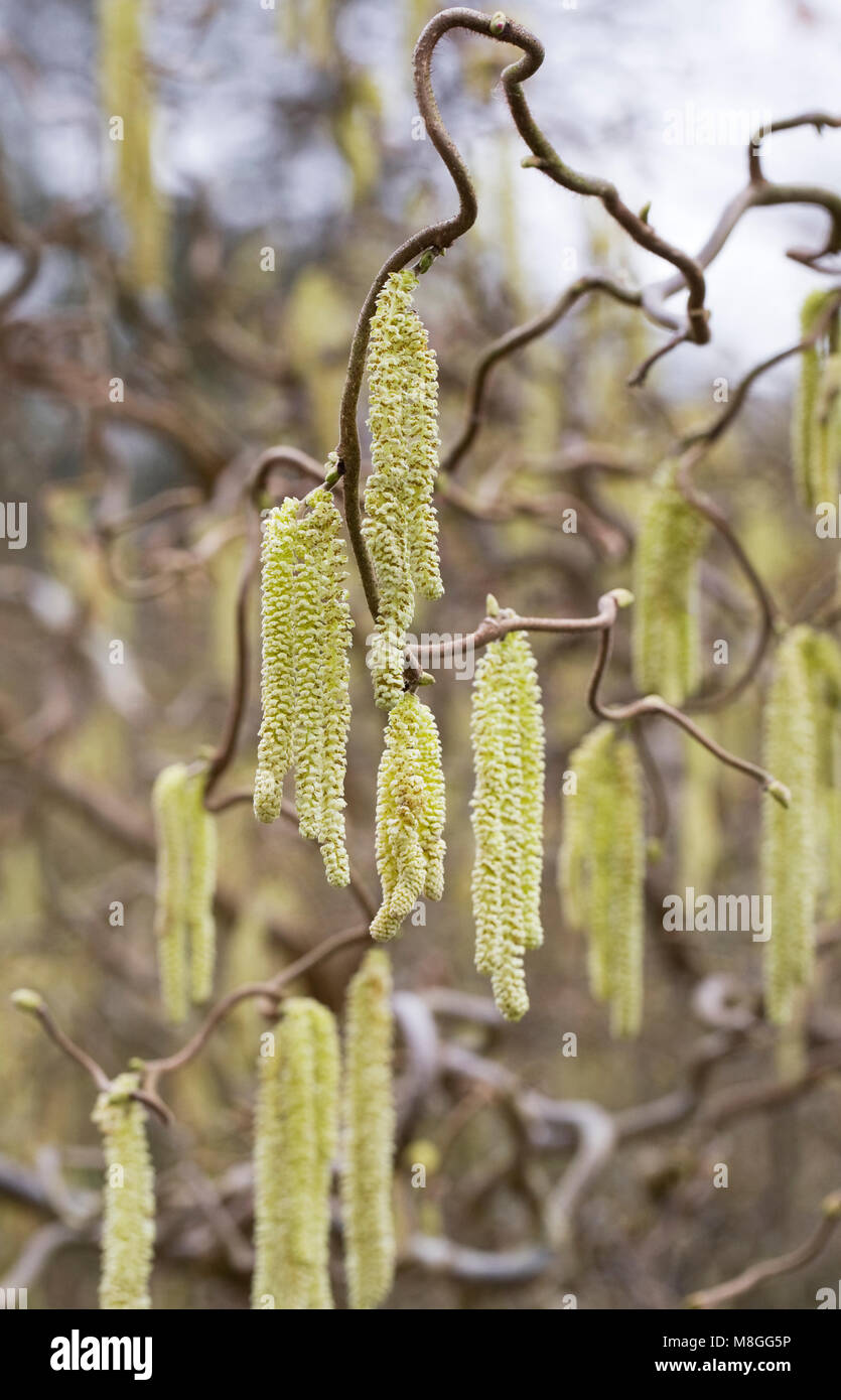 Corylus avellana 'Contorta' Palmkätzchen im späten Winter. Korkenzieher Hasel. Stockfoto