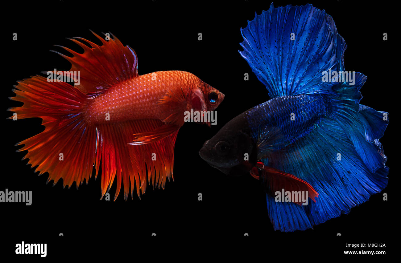 Siamese Fighting Fish Half Moon Langen Blauen Schwanz Hmpk Und Rote Krone Schwanz Im Kampf Gegen Die Aktion Betta Splendens Auf Schwarzem Hintergrund Isoliert Stockfotografie Alamy