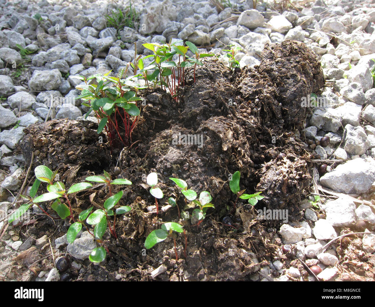 Tragen Scat mit Brasilianischer Pfeffer wächst. Stockfoto