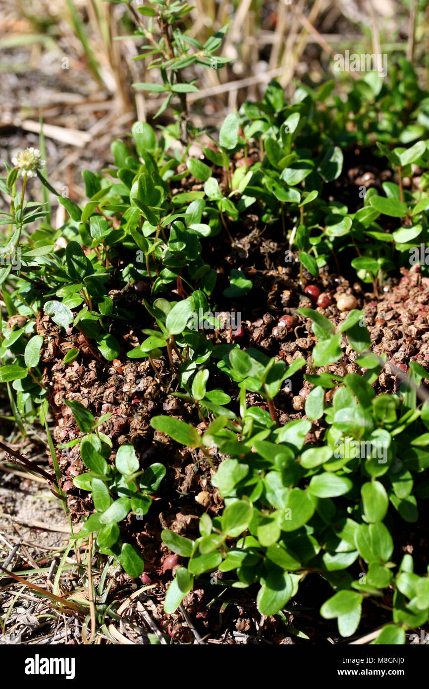 Brasilianischer Pfeffer Pflänzchen sprießen von Bär Scat. Bear Island Stockfoto
