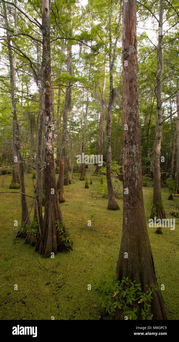 Zypressen am Bogue Chitto National Wildlife Refuge in Mississippi und Louisiana. Stockfoto