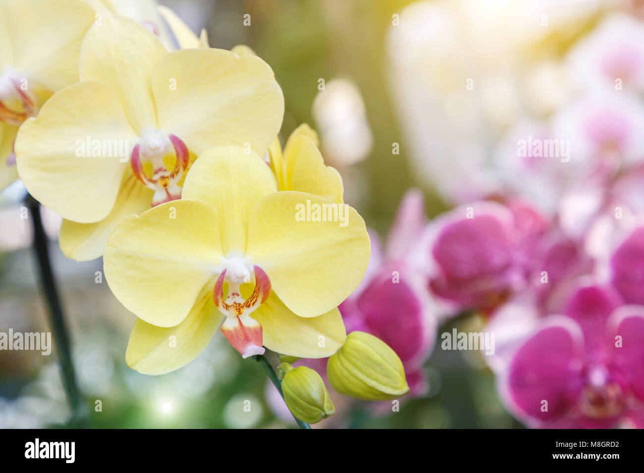 Orchidee im Orchid Garden im Winter oder Frühling Postkarte Schönheit