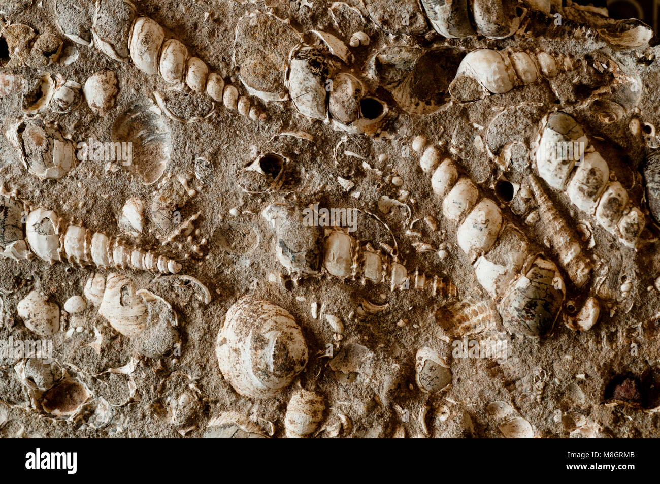 Kegel Turritella (Spirale) und clam Fossilien in Kalkstein in SW Idaho gefunden Stockfoto