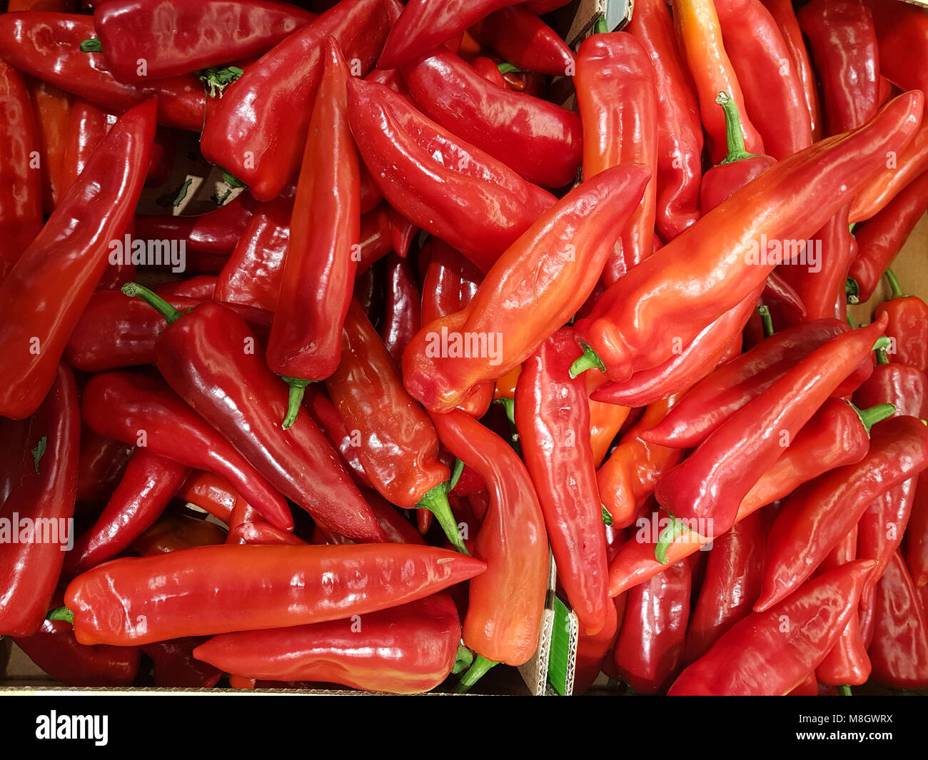 Pepers rot Flor für Essen farben Hintergrund Stockfoto
