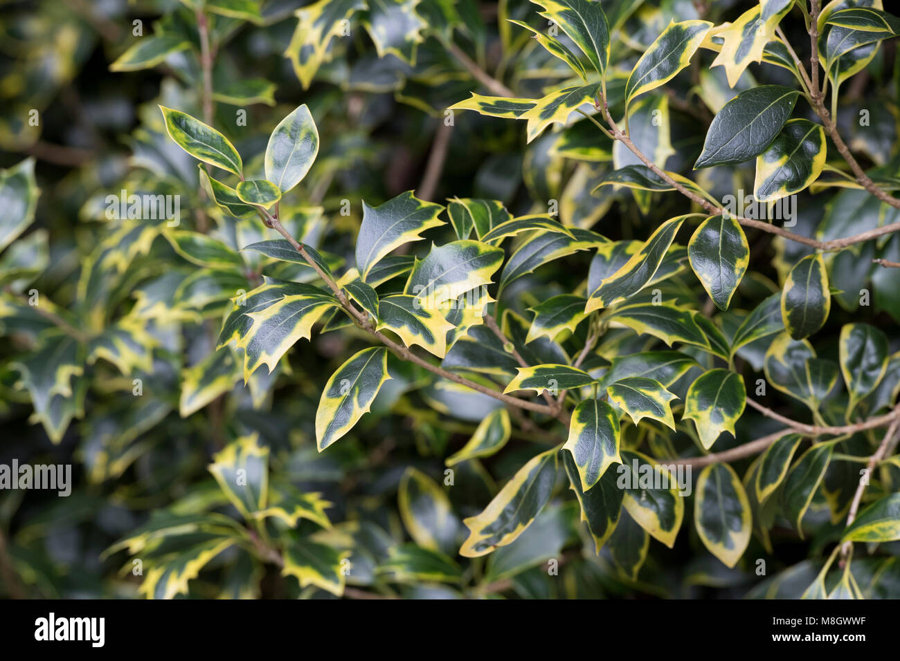 Osmanthus heterophyllus 'Aureomarginatus' Blätter im Winter Stockfoto