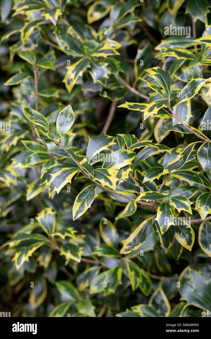 Osmanthus heterophyllus 'Aureomarginatus' Blätter im Winter Stockfoto