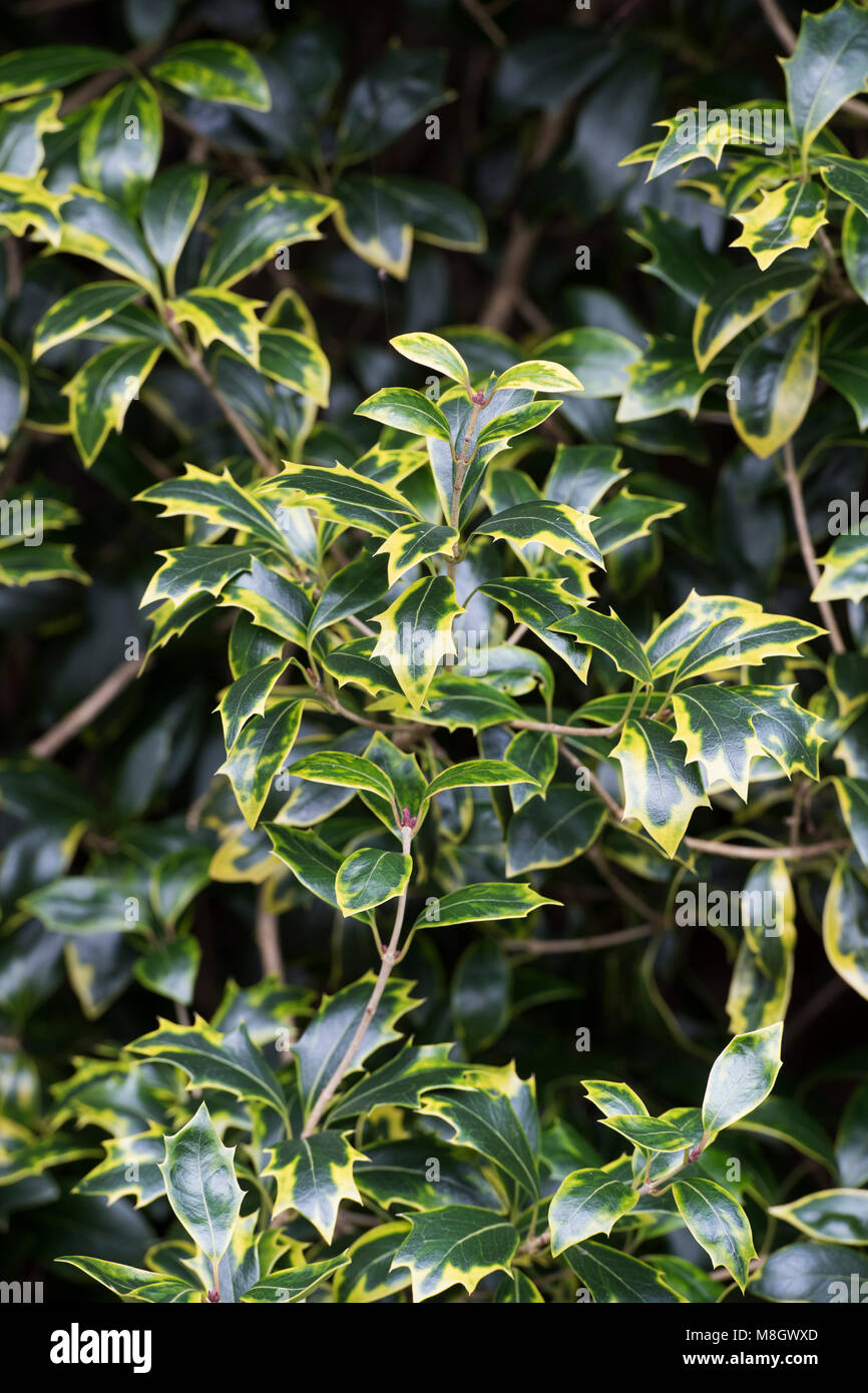 Osmanthus heterophyllus 'Aureomarginatus' Blätter im Winter Stockfoto