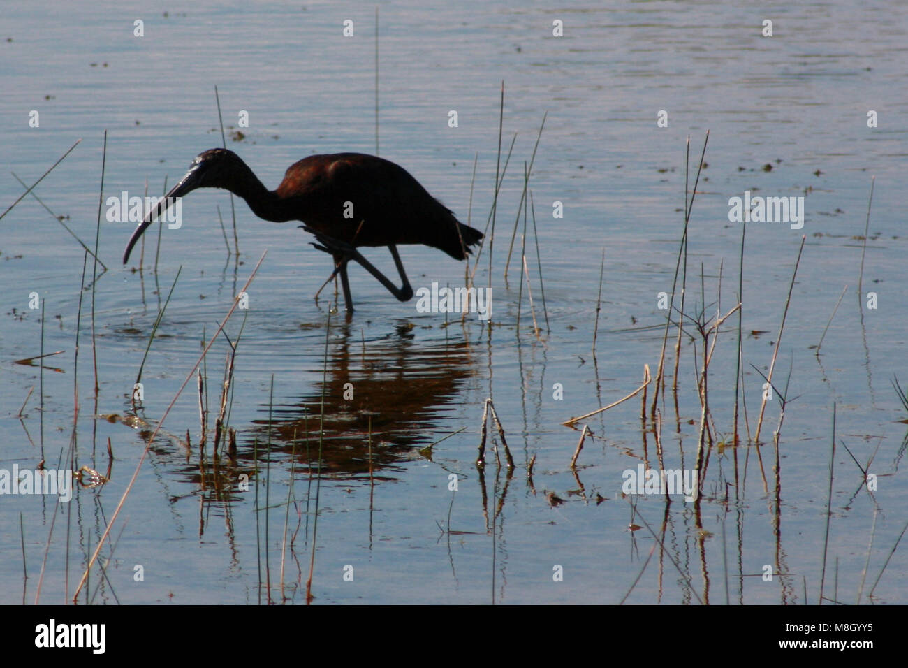 Glossy Ibis. Stockfoto