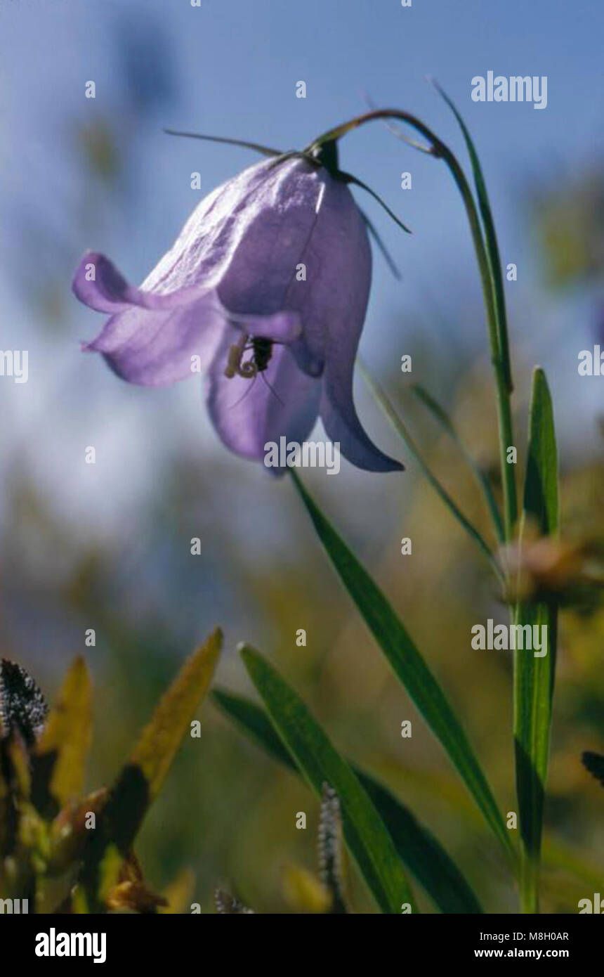 Harebell Bluebell of Scotland Blume Insekt. glockenblumen (bluebells von Schottland) Campanula rotundifolia Stockfoto