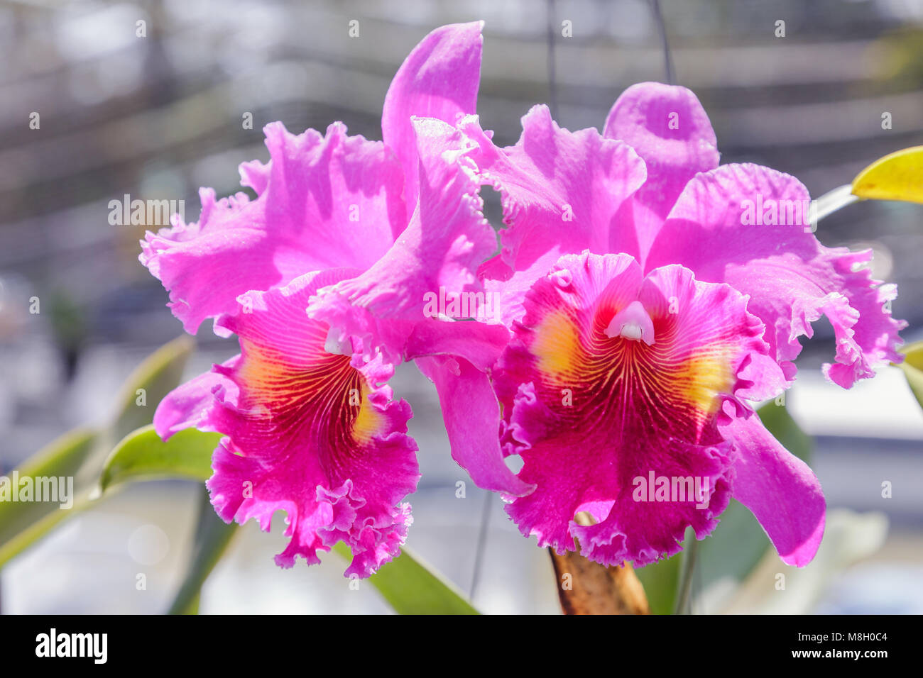 Orchidee im Orchid Garden im Winter oder Frühling Postkarte Schönheit und Landwirtschaft Idee Konzept Design. Cattleya Orchideen oder warscewiczii Orchid Stockfoto