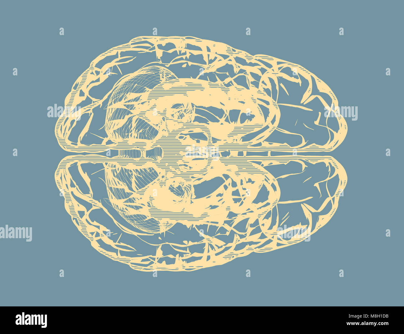 Menschliche Gehirn - Seitenansicht blau 3d Render isoliert auf weiss Stockfoto
