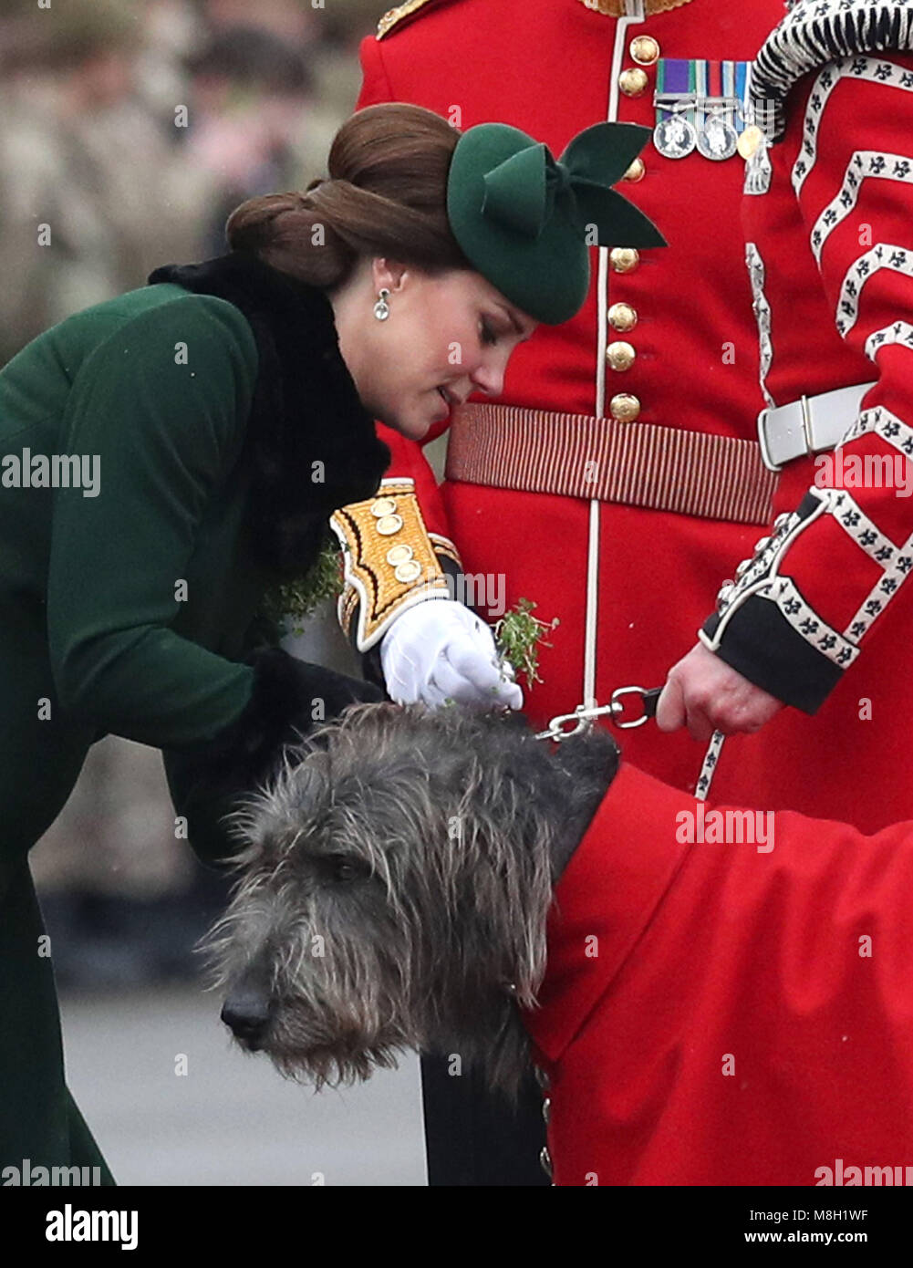 Die Herzogin von Cambridge stellt eine shamrock Irish Guards Maskottchen, Irish Wolfhound Domhnall als Sie und der Herzog von Cambridge ist das Regiment St Patrick's Day Parade an der Kavallerie Kaserne in Hounslow teilnehmen. Stockfoto