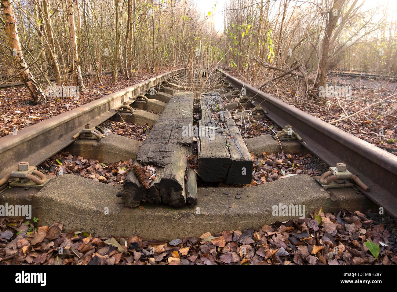 Aufgegeben und überwuchert die Bahn bei toton Abstellgleise, Nottinghamshire, Großbritannien Stockfoto