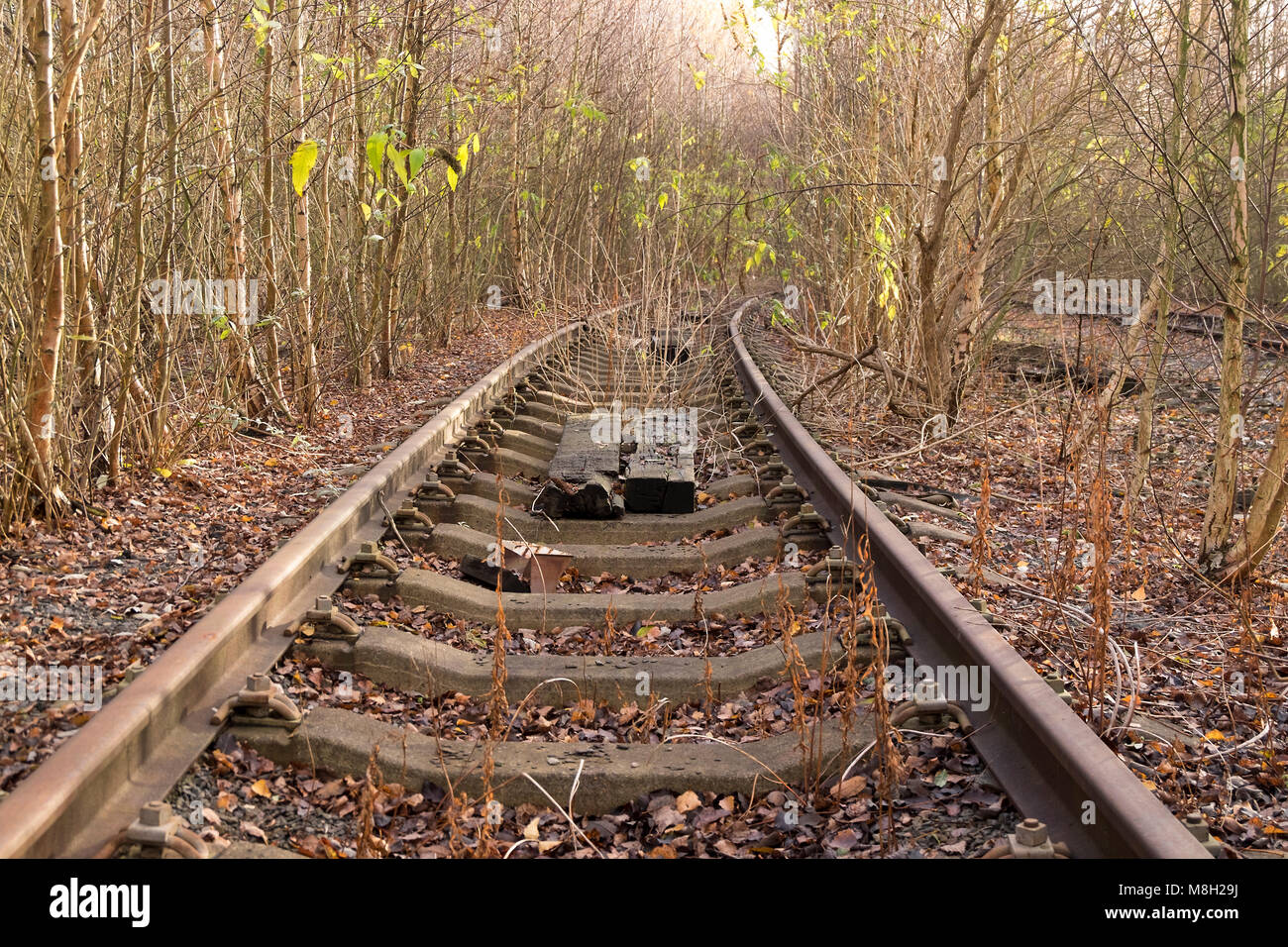 Aufgegeben und überwuchert die Bahn bei toton Abstellgleise, Nottinghamshire, Großbritannien Stockfoto