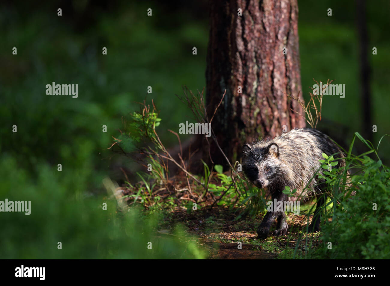 Marderhund (Nyctereutes procyonoides) im borealen Wald, Europa Stockfoto