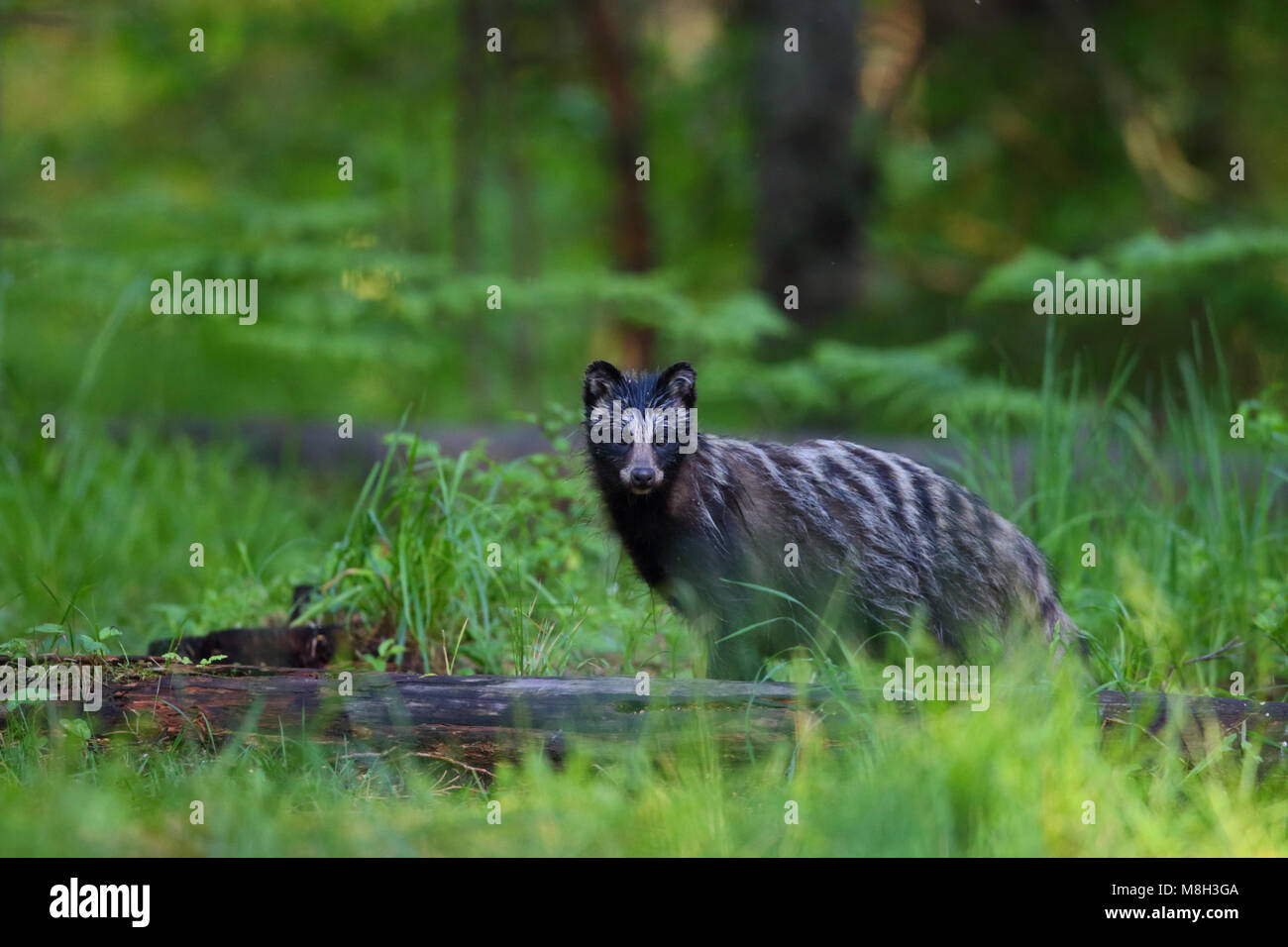 Marderhund (Nyctereutes procyonoides) im borealen Wald, Europa Stockfoto