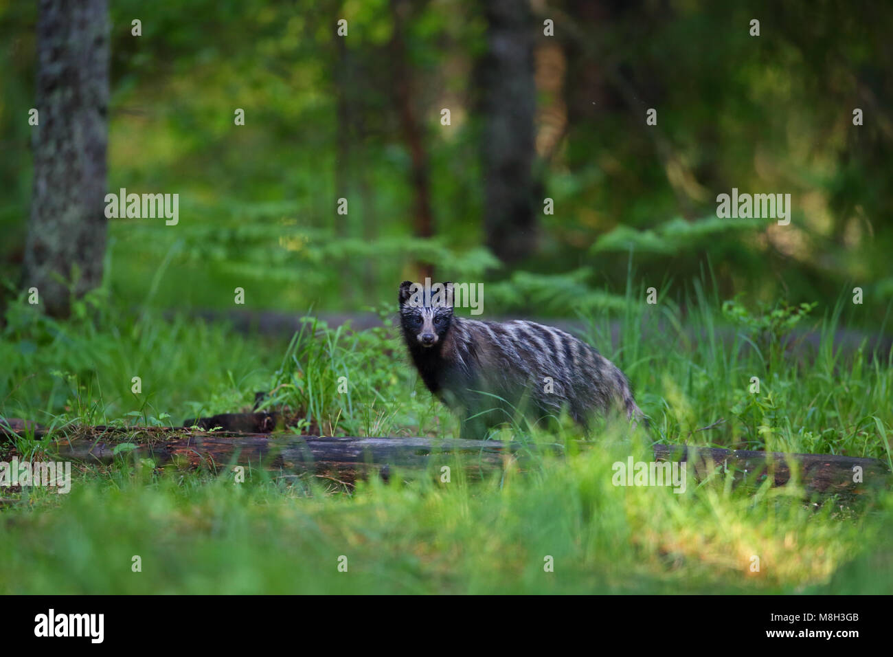 Marderhund (Nyctereutes procyonoides) im borealen Wald, Europa Stockfoto