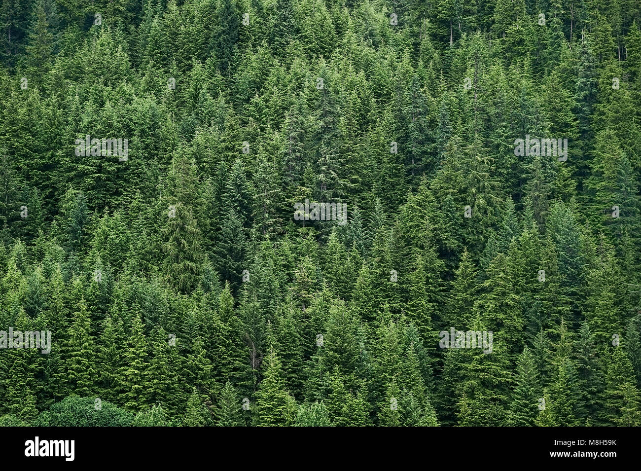 Borealer Wald, Alaska, USA. Stockfoto