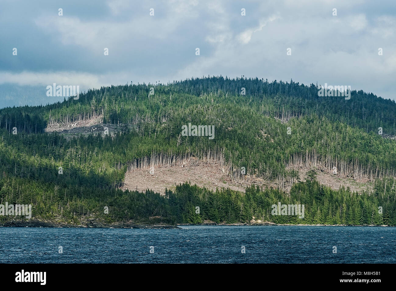 Kahlschlag entlang der Campell River, British Columbia, Kanada. Stockfoto