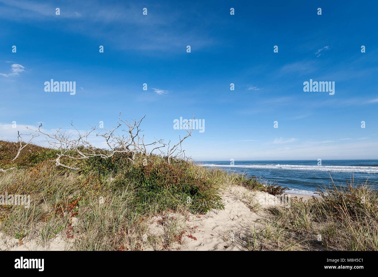 Leiter der Wiese Strand, Truro, Cape Cod, Massachusetts, USA. Stockfoto