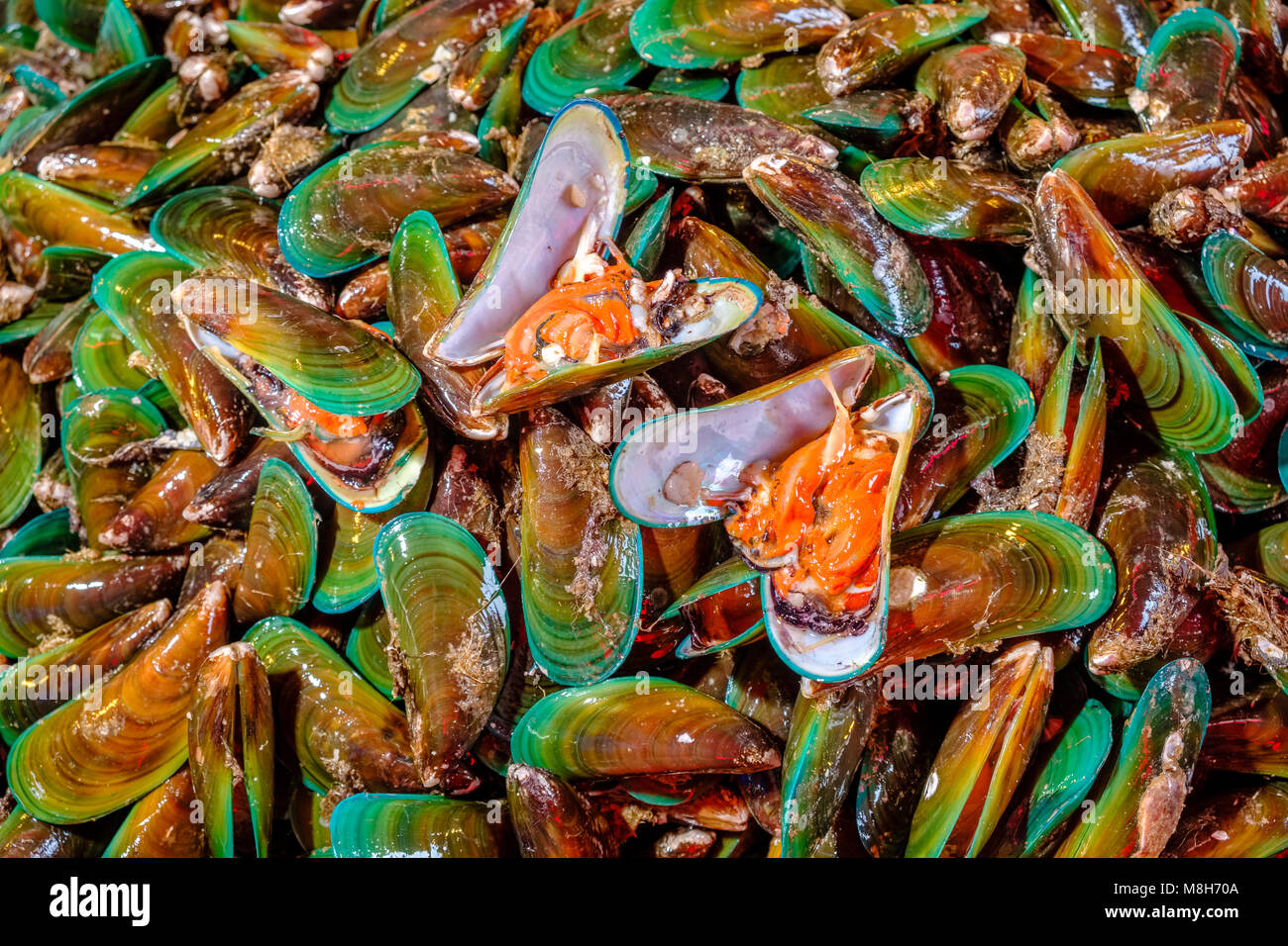 Frische grüne Muscheln, Muscheln, sind für den Verkauf bei Nonthaburi Markt Stockfoto