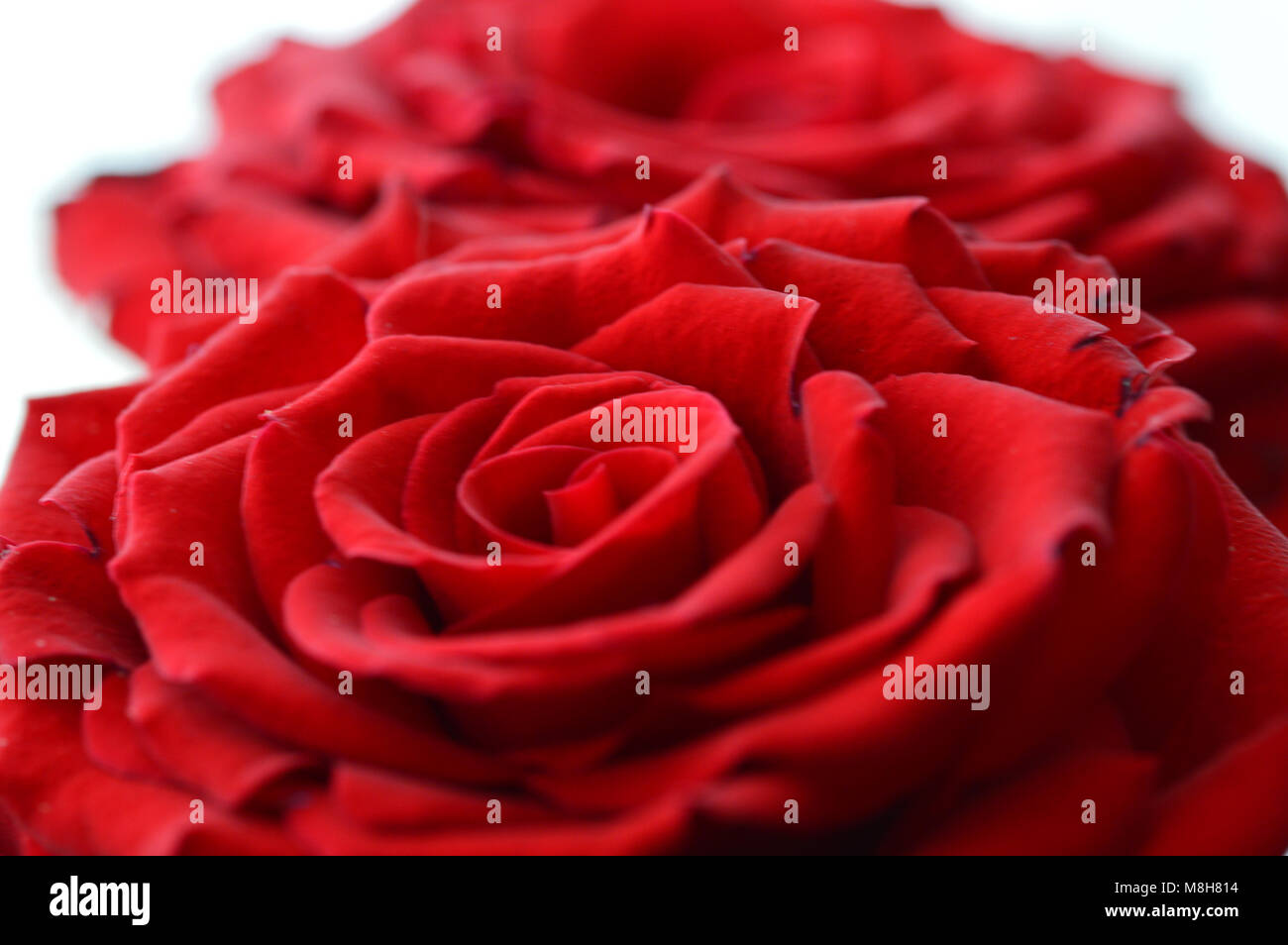 Rote rose Nahaufnahme Stockfoto