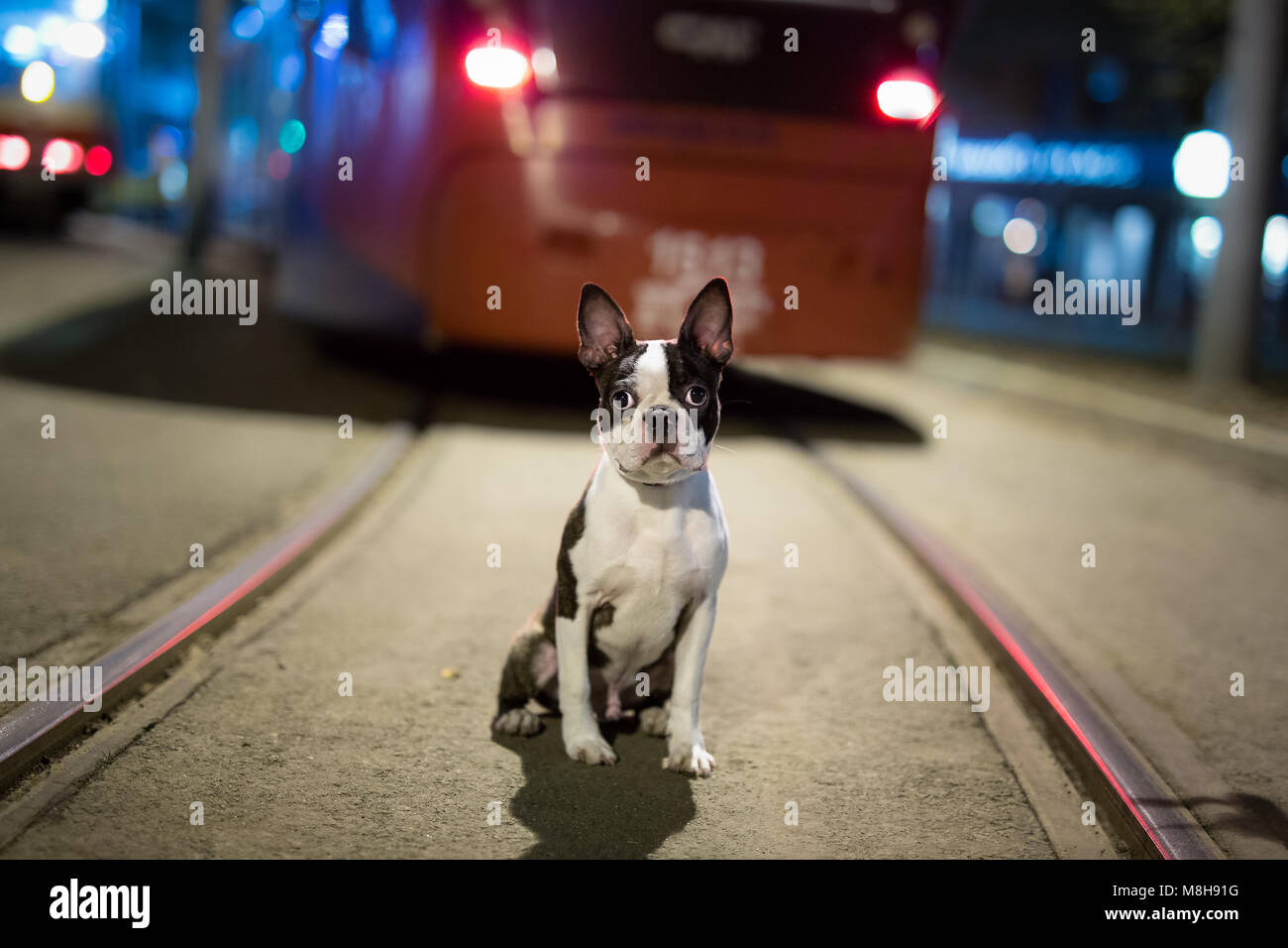Verlorenen Hund nachts auf der Straße - Boston Terrier Stockfotografie -  Alamy