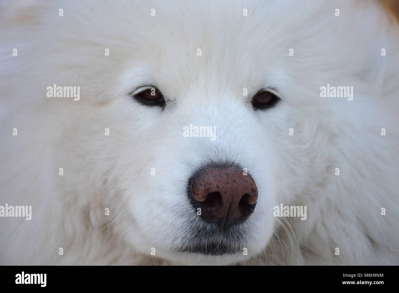 White Eskimo Dog Stockfoto