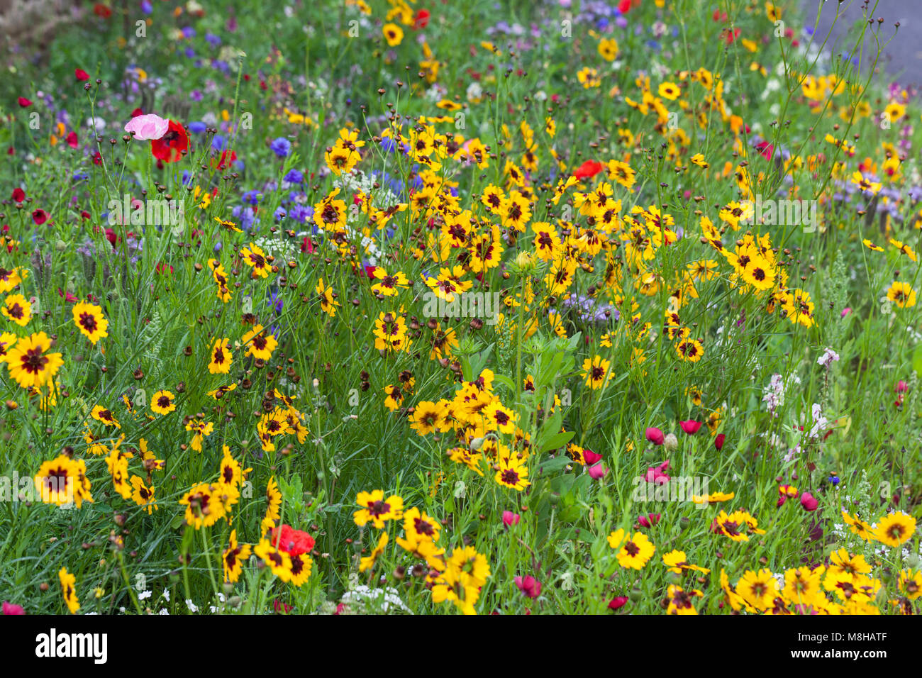 Nahaufnahme eines bunten Cottage Garden Blumen Grenze im Sommer, Großbritannien Stockfoto