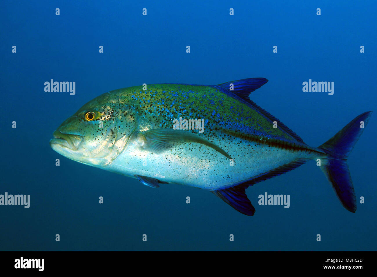 Fang von Makrelen (Caranx melampygus, aka Rotem Jack). Coiba, Panama Stockfoto