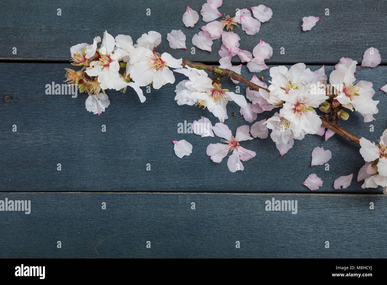 Frühjahr blühen. Rosa Mandelblüte closeup, blau Holz- Hintergrund, kopieren Raum Stockfoto