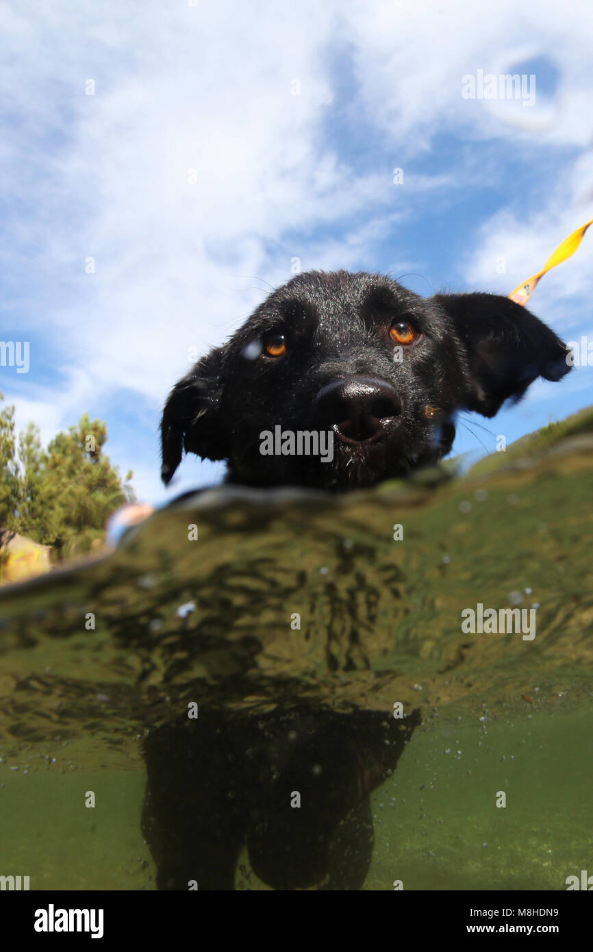 Unter über Wasser geteilte Ansicht eines Hundes Stockfoto