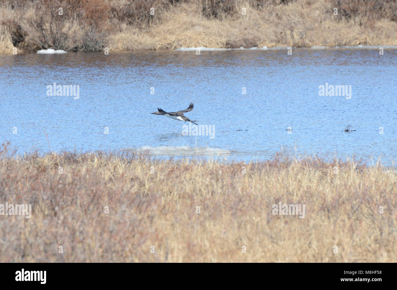 Red Throated Loon. Red Throated Loons wie diese machen sich jedes Jahr auf die Halbinsel Seward und in die Konserve im Frühsommer zu nisten und zu füttern. Stockfoto