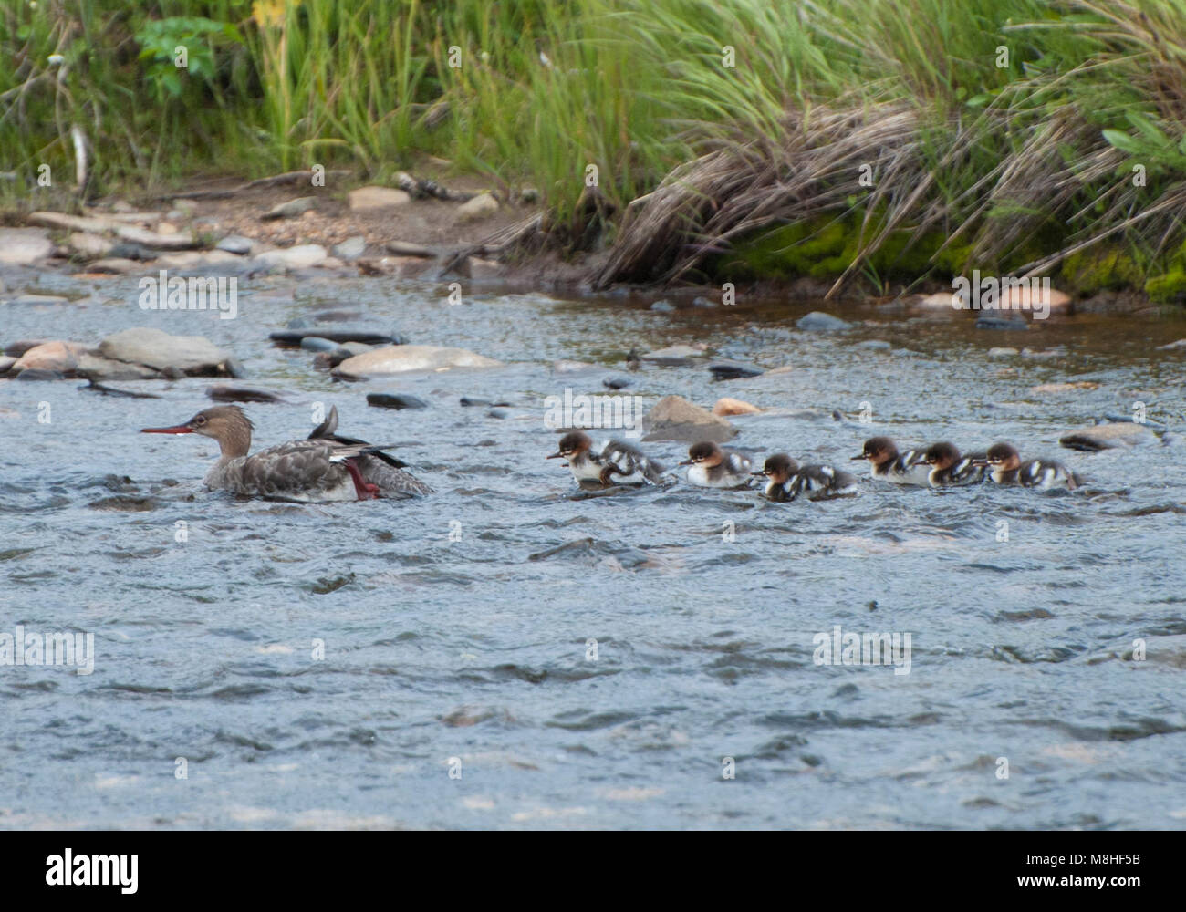 Red-breasted Mergansers. Diese Red-breasted merganser ist ein eindrucksvolles Mutter in der Tat - wie andere ihrer Art, sie züchtet weiter nördlich und die Winter weiter südlich als jede andere amerikanische merganser Arten! Stockfoto