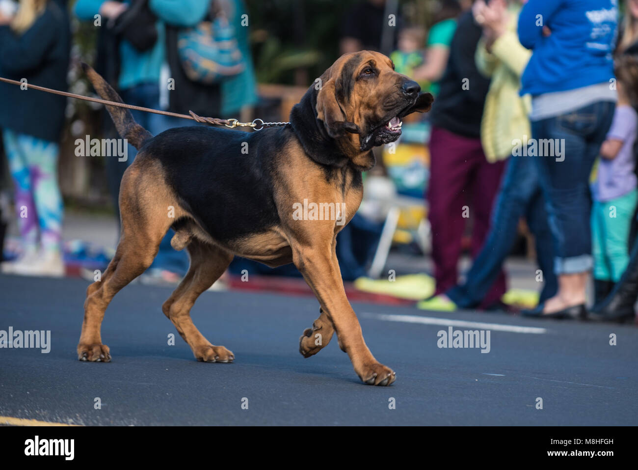 Große bloodhound Hund mit großen schlappohren, Ziehen an der Leine während der Street Parade. Stockfoto