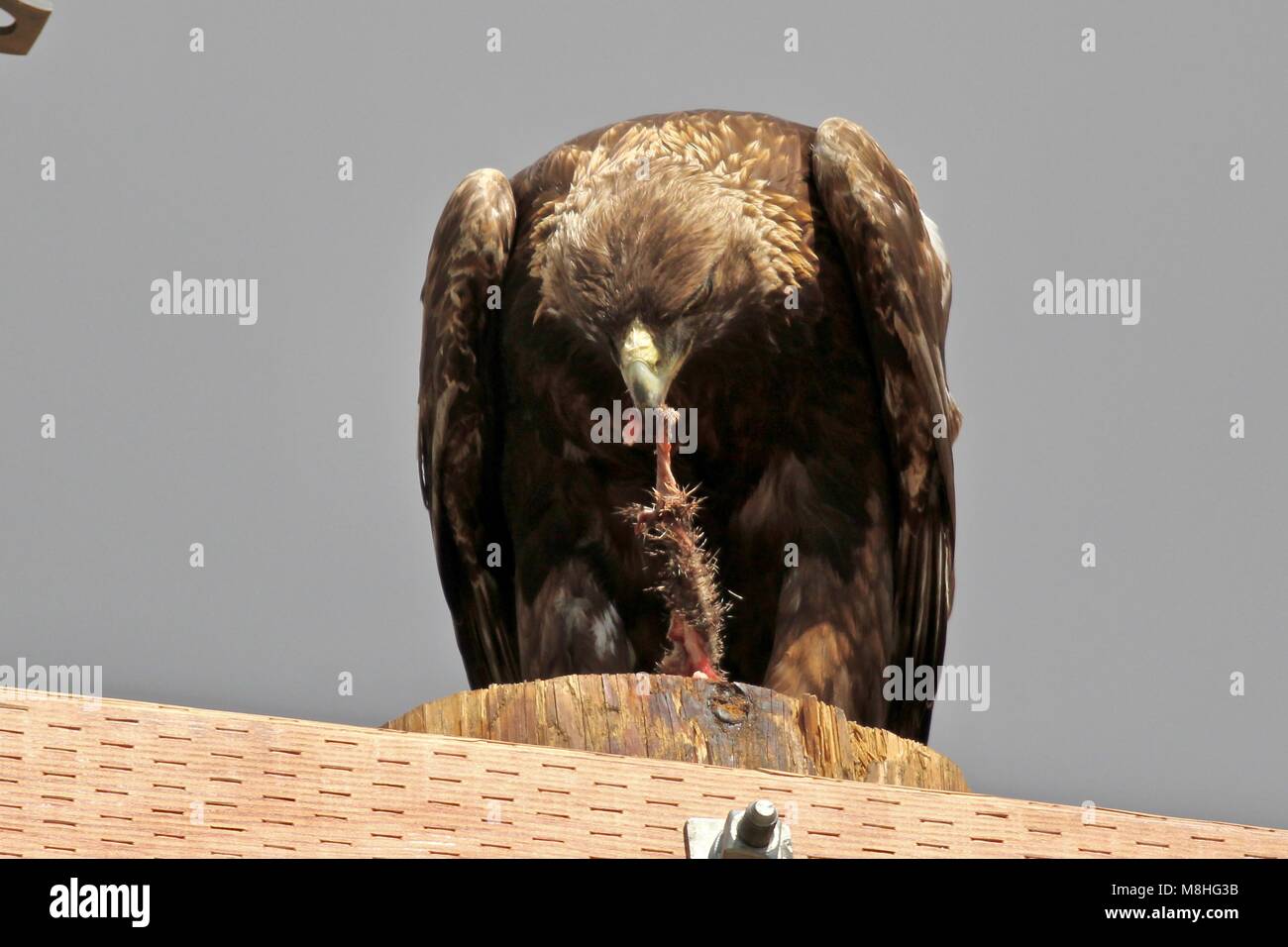 Golden Eagle thront auf telefonmast Stockfoto
