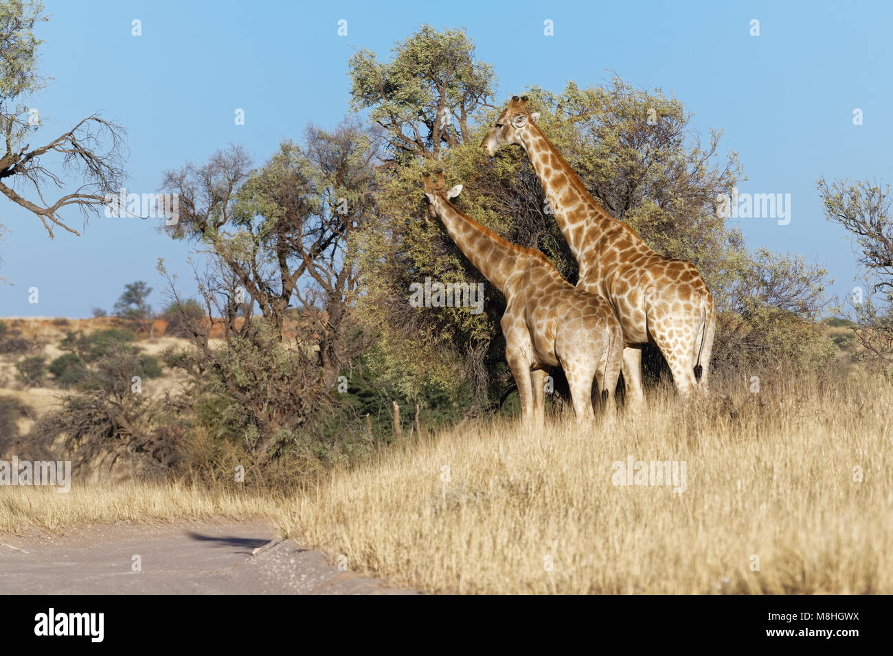 Südafrikanischen Giraffen (Giraffa giraffa giraffa) Fütterung auf Blätter, Kgalagadi Transfrontier Park, Northern Cape, Südafrika, Afrika Stockfoto