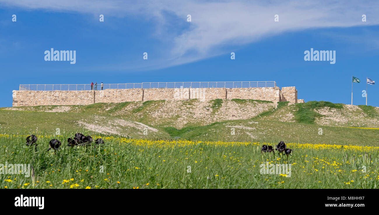 Panorama der alten israelitischen Festung in Tel Arad mit Frühling Blumen im Vordergrund Stockfoto