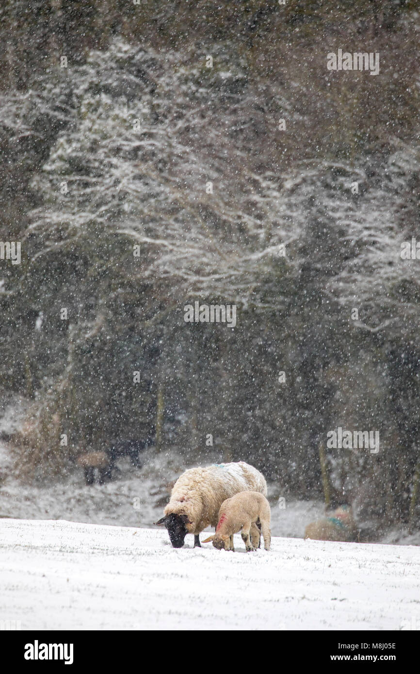 Flintshire, Wales, UK Wetter: Mit Met Office Warnungen für Schnee die Mini Tier aus dem Osten kommen einem Schauer zu Flintshire mit Frost und Schnee mit mehr auf dem Weg in den nächsten 24 Stunden. Ein Schaf Schaf und Lamm kratzen den Schnee von einem schneebedeckten Feld auf der Suche nach Gras wie schweren Schnee fällt in den ländlichen Dorf Lixwm, Flintshire Stockfoto