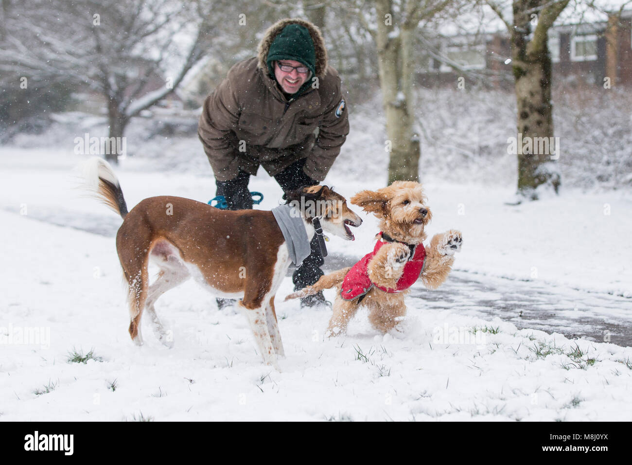 Cardiff, Wales, UK, 18. März 2018. Hunde spielen im Schnee als zweiten Bann der Frühling Schnee Großbritannien Hits, das "Tier aus dem Osten 2" benannt. Credit: Mark Hawkins/Alamy leben Nachrichten Stockfoto