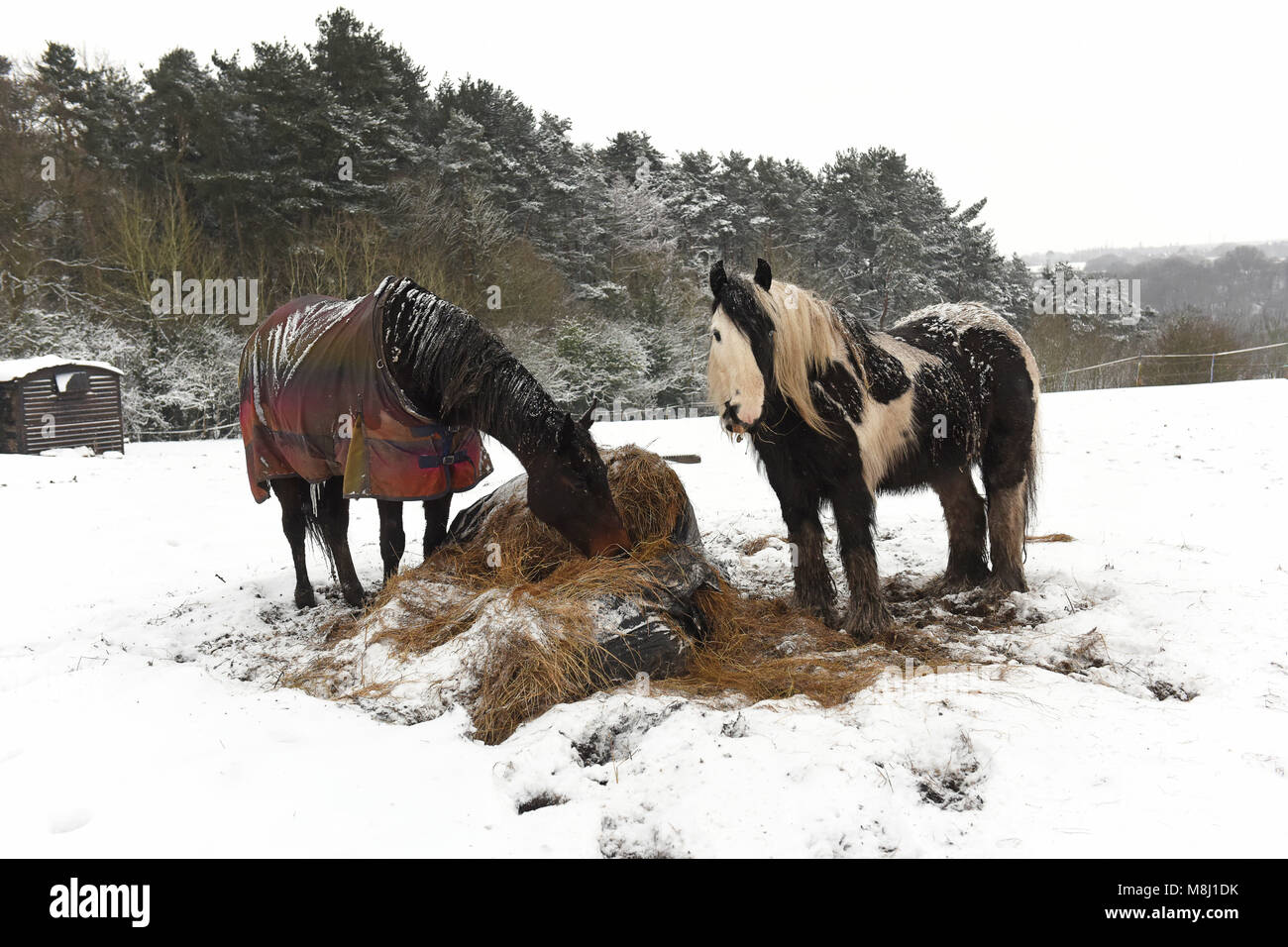 Pferde tragen Wintermäntel, die ihr Heu fressen, um sich warm zu halten, nachdem über Nacht 5 cm Schnee auf ihr Feld gefallen sind. Kredit: David Bagnall Stockfoto